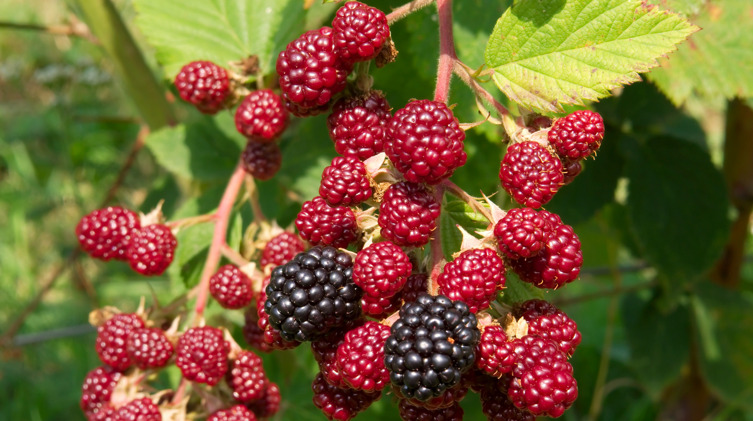 Les feuilles de framboisier : ses bienfaits pour la santé féminine