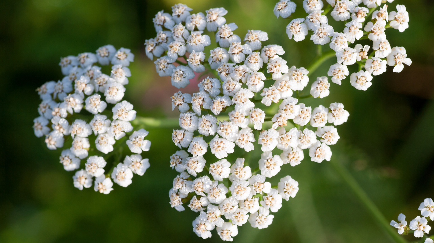 L'Achillée millefeuille : guide complet des bienfaits et utilisations