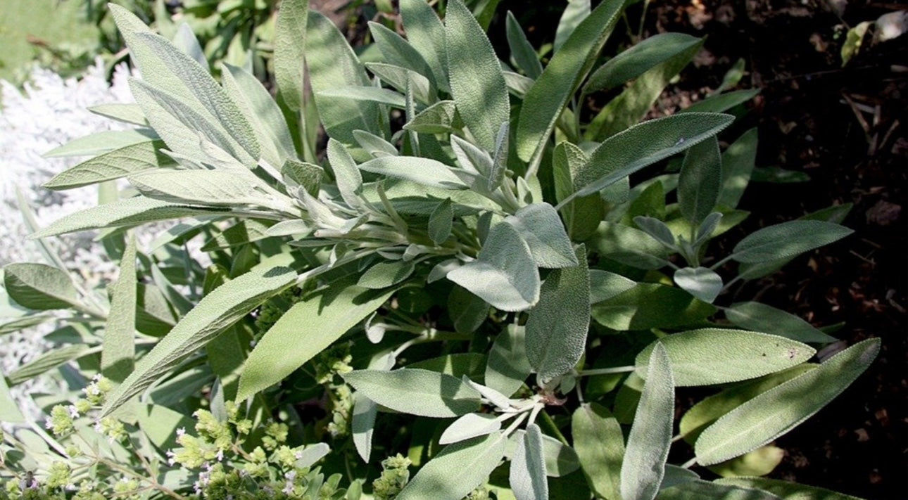 La sauge : Un guide complet sur ses bienfaits pour la santé